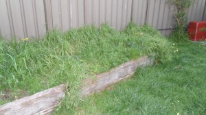 Vegie Patch - Before