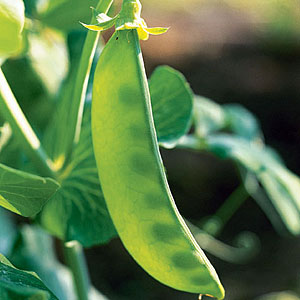 snow-peas